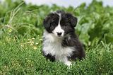 BORDER COLLIE 613